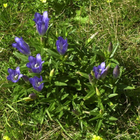 gentiana_pneumonanthe6md