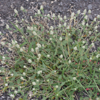 Gomphrena celosioides (Gomphrena)