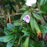 impatiens_sodenii2md