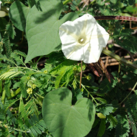 Ipomoea obscura (Ipomée obscure)