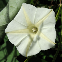 ipomoea_obscura2md