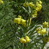 lilium_pyrenaicum2md