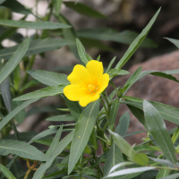 ludwigia_grandiflora2md