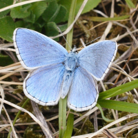 Lysandra bellargus (Azuré bleu-céleste, Bel-Argus)