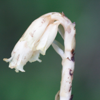 monotropa_hypopitys3md