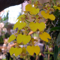 oncidium_bifolium2fca