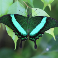 papilio_palinurus4bd