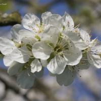 prunus_domestica_reine-claude2md