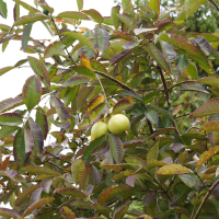 psidium_guajava2md