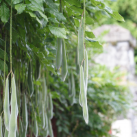 wisteria_sinensis3md