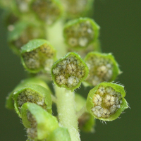 ambrosia_artemisiifolia2md (Ambrosia artemisiifolia)