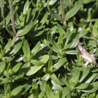 arenaria_purpurascens3bd (Arenaria purpurascens)