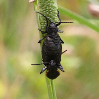 arima_marginata4md (Arima marginata)