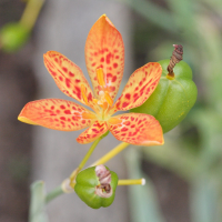 Belamcanda chinensis (Iris tigré)