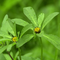 bidens_tripartita2md (Bidens tripartita)