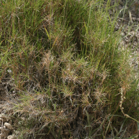 Brachypodium retusum (Brachypode rameux)