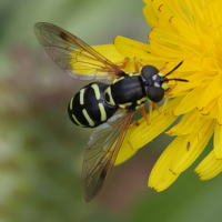 Chrysotoxum festivum (Syrphe)