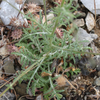 crupina_crupinastrum2md (Crupina crupinastrum)