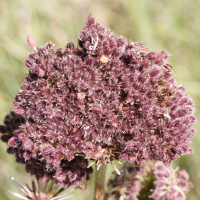 daucus_carota_gummifer6md (Daucus carota ssp. gummifer)