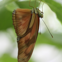 Dryas_iulia (Dryas iulia)