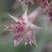 echinophora_spinosa6md (Echinophora spinosa)