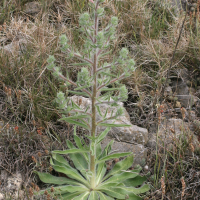 Echium italicum (Vipérine d'Italie)