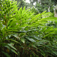 elettaria_cardamomum2md