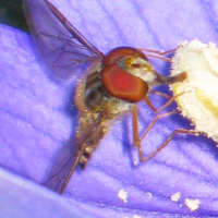 episyrphus_balteatus3mv (Episyrphus balteatus)