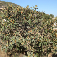 eriobotrya_japonica2md