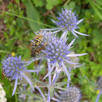 eryngium_bourgatii2md