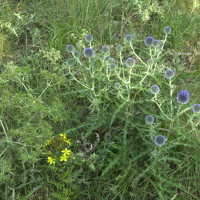 eryngium_campestre4md (Eryngium campestre)