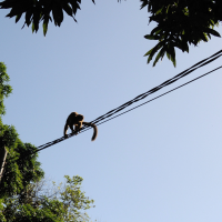 eulemur_fulvus_mayottensis7md (Eulemur fulvus ssp. mayottensis)