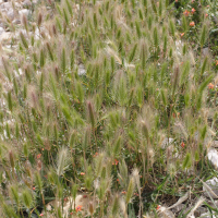 Hordeum marinum (Orge maritime)