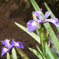 iris_versicolor2md