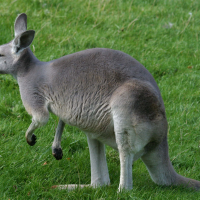 Macropus rufus (Grand kangourou roux)