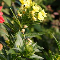 Oenothera issleri (Onagre d'Issler)