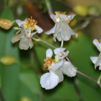 oncidium_ornithorhynchum2bd