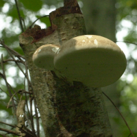 piptoporus_betulinus4bd