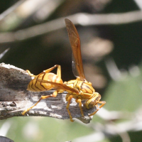 Polistes_olivaceus