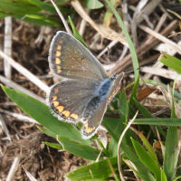 polyommatus_icarus3amd