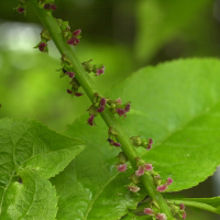 pterocarya_fraxinifolia6md