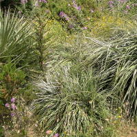 Puya alpestris (Puya)