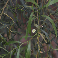 Acacia salicina (Acacia, Mimosa)