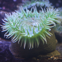 Anthopleura xanthogrammica (Anémone verte, Giant green anemone)