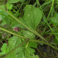 arctium_nemorosum2md (Arctium nemorosum)