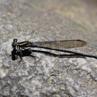 argia_concinna3sd (Argia concinna)