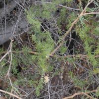 Asparagus nesiotes (Asperge)