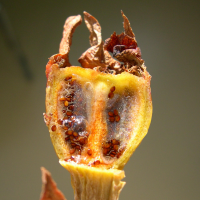 Carpobrotus_edulis