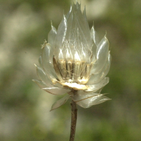 Catananche_caerulea (Catananche caerulea)