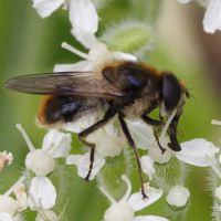 Cheilosia illustrata (Cheilosie)